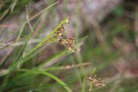 Luzula forsteri