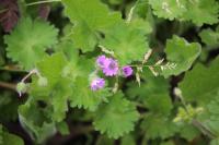 Geranium molle