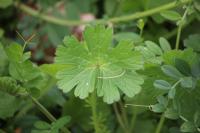 Geranium molle
