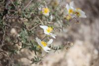 Helianthemum apenninum