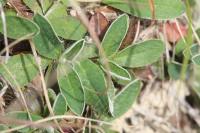 Pilosella officinarum