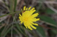 Pilosella officinarum