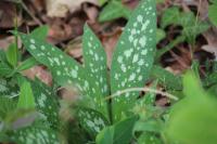 Pulmonaria longifolia