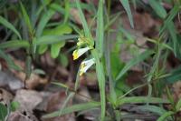 Melampyrum pratense