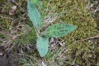 Hieracium maculatum