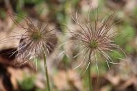 Pulsatilla vulgaris
