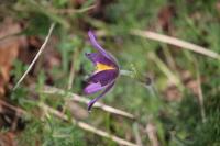 Pulsatilla vulgaris