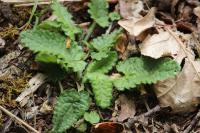 Betonica officinalis