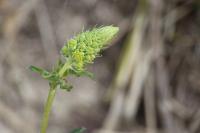 Reseda lutea