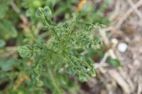 Reseda lutea