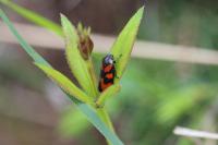 Rubia peregrina