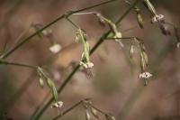 Silene nutans