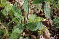 Hieracium maculatum
