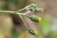 Hieracium maculatum