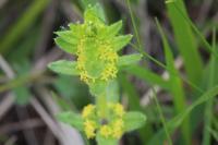 Cruciata laevipes