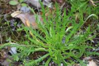 Plantago coronopus