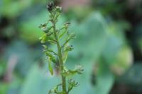 Neottia ovata