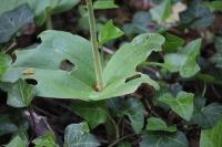 Neottia ovata