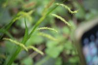 Carex sylvatica