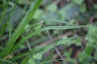 Carex sylvatica