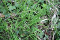 Melica uniflora