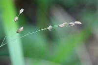 Melica uniflora