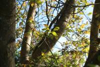 Juglans nigra