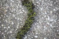 Juglans nigra