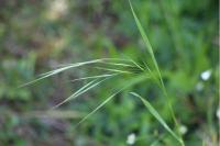 Anisantha sterilis
