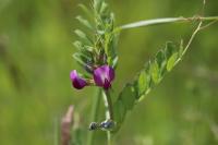 Vicia sativa