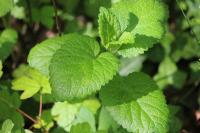 Melissa officinalis