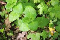Melissa officinalis