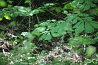 Aesculus hippocastanum