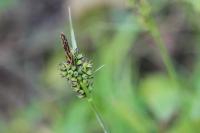 Carex pilulifera