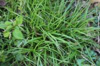 Carex pilulifera