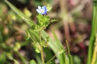 Veronica persica