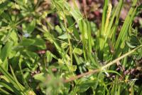 Veronica persica