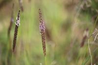 Alopecurus myosuroides