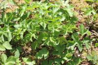 Heracleum sphondylium