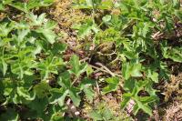 Heracleum sphondylium