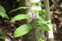 Castanea sativa