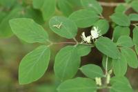 Lonicera xylosteum