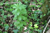 Hylotelephium telephium