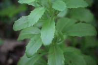 Hylotelephium telephium