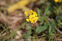 Hippocrepis comosa