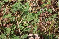 Hippocrepis comosa