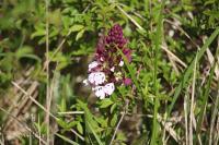Orchis purpurea