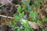 Teucrium chamaedrys