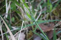 Carex flacca