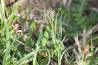 Carex flacca